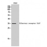 OR51A7 Antibody - Western blot of Olfactory receptor 51A7 antibody