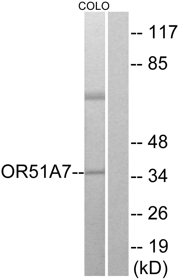 OR51A7 Antibody - Western blot analysis of lysates from COLO cells, using OR51A7 Antibody. The lane on the right is blocked with the synthesized peptide.