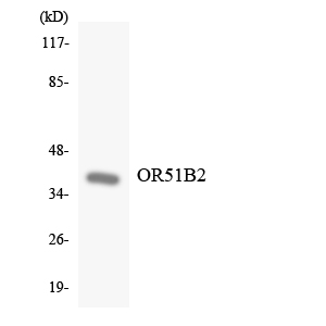 OR51B2 Antibody - Western blot analysis of the lysates from K562 cells using OR51B2 antibody.