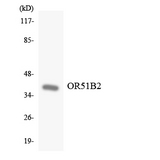 OR51B2 Antibody - Western blot analysis of the lysates from K562 cells using OR51B2 antibody.