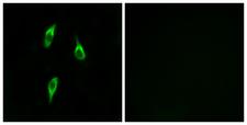 OR51B2 Antibody - Peptide - + Immunofluorescence analysis of LOVO cells, using OR51B2 antibody.