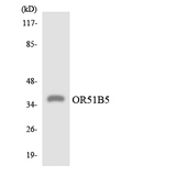 OR51B5 Antibody - Western blot analysis of the lysates from HepG2 cells using OR51B5 antibody.