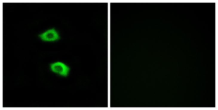 OR51B5 Antibody - Peptide - + Immunofluorescence analysis of LOVO cells, using OR51B5 antibody.