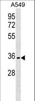 OR51B6 Antibody - OR51B6 Antibody western blot of A549 cell line lysates (35 ug/lane). The OR51B6 antibody detected the OR51B6 protein (arrow).