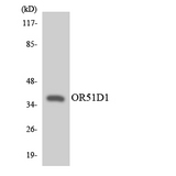 OR51D1 Antibody - Western blot analysis of the lysates from COLO205 cells using OR51D1 antibody.