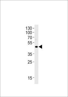 OR51E1 Antibody - OR51E1 Antibody western blot of LNCaP cell line lysates (35 ug/lane). The OR51E1 antibody detected the OR51E1 protein (arrow).