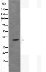 OR51E1 Antibody - Western blot analysis of extracts of HeLa cells using OR51E1 antibody.