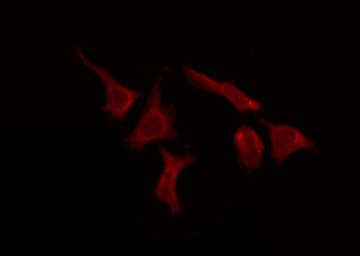 OR51E1 Antibody - Staining HeLa cells by IF/ICC. The samples were fixed with PFA and permeabilized in 0.1% Triton X-100, then blocked in 10% serum for 45 min at 25°C. The primary antibody was diluted at 1:200 and incubated with the sample for 1 hour at 37°C. An Alexa Fluor 594 conjugated goat anti-rabbit IgG (H+L) Ab, diluted at 1/600, was used as the secondary antibody.