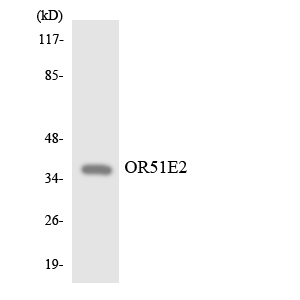 OR51E2 / PSGR Antibody - Western blot analysis of the lysates from HepG2 cells using OR51E2 antibody.