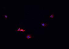 OR51E2 / PSGR Antibody - Staining Jurkat cells by IF/ICC. The samples were fixed with PFA and permeabilized in 0.1% Triton X-100, then blocked in 10% serum for 45 min at 25°C. The primary antibody was diluted at 1:200 and incubated with the sample for 1 hour at 37°C. An Alexa Fluor 594 conjugated goat anti-rabbit IgG (H+L) antibody, diluted at 1/600, was used as secondary antibody.