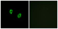 OR51F1 Antibody - Immunofluorescence analysis of COS7 cells, using OR51F1 Antibody. The picture on the right is blocked with the synthesized peptide.