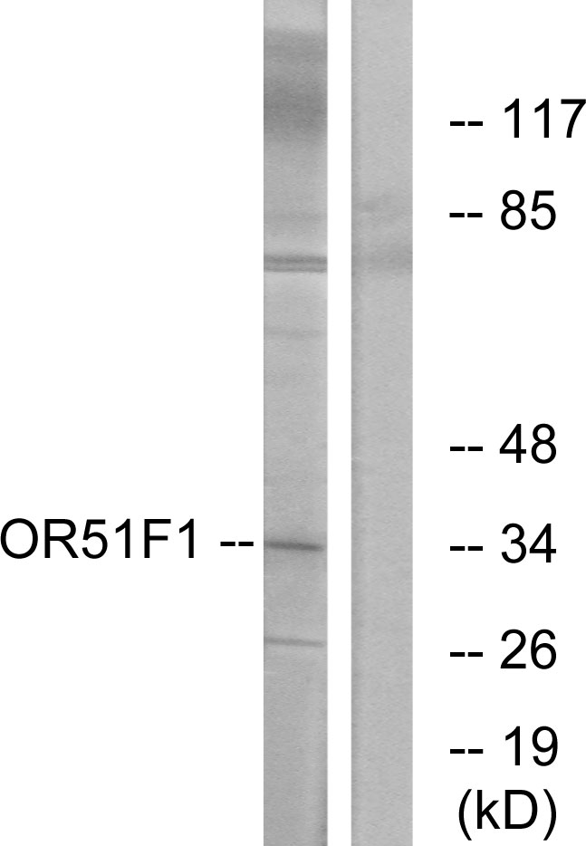 OR51F1 Antibody - Western blot analysis of lysates from K562 cells, using OR51F1 Antibody. The lane on the right is blocked with the synthesized peptide.