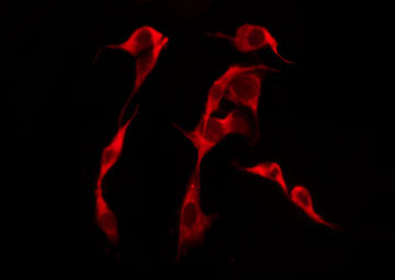 OR51F1 Antibody - Staining HeLa cells by IF/ICC. The samples were fixed with PFA and permeabilized in 0.1% Triton X-100, then blocked in 10% serum for 45 min at 25°C. The primary antibody was diluted at 1:200 and incubated with the sample for 1 hour at 37°C. An Alexa Fluor 594 conjugated goat anti-rabbit IgG (H+L) Ab, diluted at 1/600, was used as the secondary antibody.