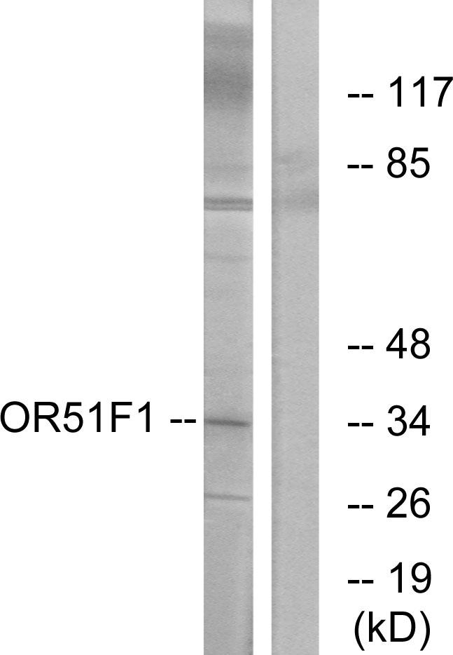 OR51F1 Antibody - Western blot analysis of extracts from K562 cells, using OR51F1 antibody.