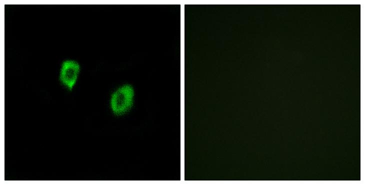 OR51F1 Antibody - Peptide - + Immunofluorescence analysis of COS-7 cells, using OR51F1 antibody.