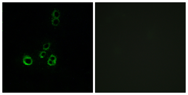 OR51F2 Antibody - Immunofluorescence analysis of MCF7 cells, using OR51F2 Antibody. The picture on the right is blocked with the synthesized peptide.
