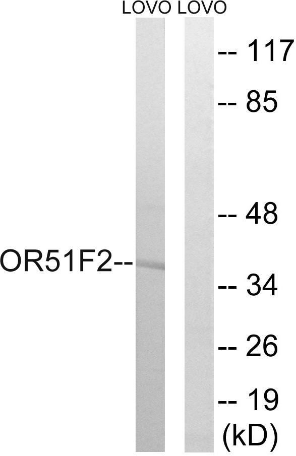 OR51F2 Antibody - Western blot analysis of lysates from LOVO cells, using OR51F2 Antibody. The lane on the right is blocked with the synthesized peptide.