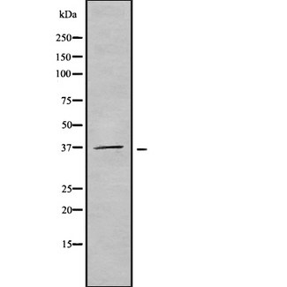 OR51F2 Antibody - Western blot analysis Olfactory receptor 51F2 using K562 whole cells lysates