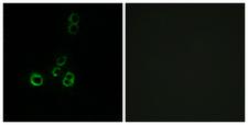 OR51F2 Antibody - Peptide - + Immunofluorescence analysis of MCF-7 cells, using OR51F2 antibody.