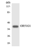 OR51G1 Antibody - Western blot analysis of the lysates from COLO205 cells using OR51G1 antibody.