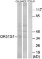 OR51G1 Antibody - Western blot analysis of lysates from COLO and MCF-7 cells, using OR51G1 Antibody. The lane on the right is blocked with the synthesized peptide.
