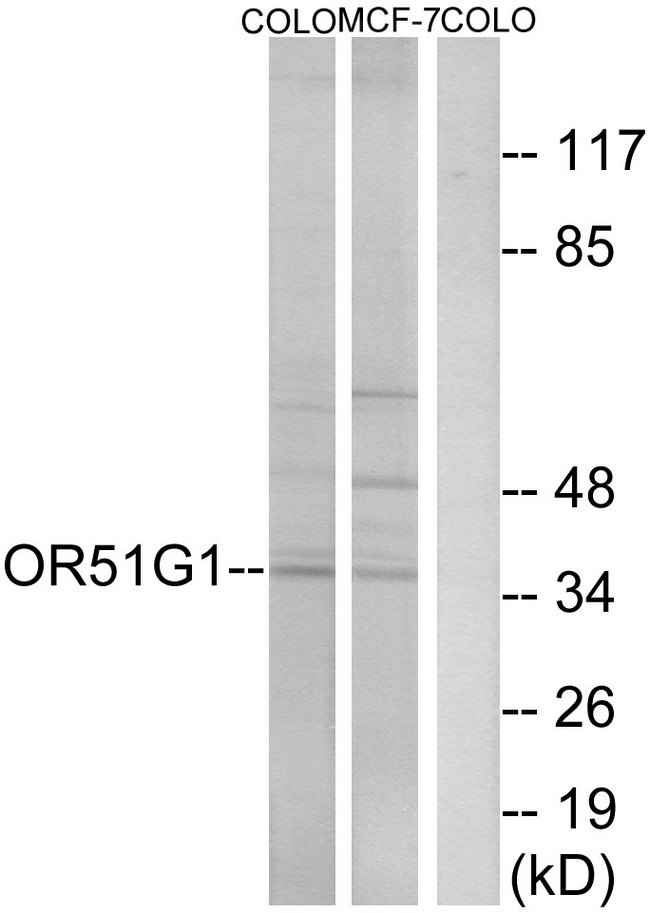 OR51G1 Antibody - Western blot analysis of lysates from COLO and MCF-7 cells, using OR51G1 Antibody. The lane on the right is blocked with the synthesized peptide.