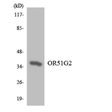 OR51G2 Antibody - Western blot analysis of the lysates from COLO205 cells using OR51G2 antibody.