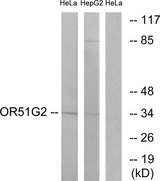 OR51G2 Antibody - Western blot analysis of lysates from HeLa and HepG2 cells, using OR51G2 Antibody. The lane on the right is blocked with the synthesized peptide.