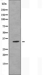 OR51G2 Antibody - Western blot analysis of extracts of HeLa cells using OR51G2 antibody.