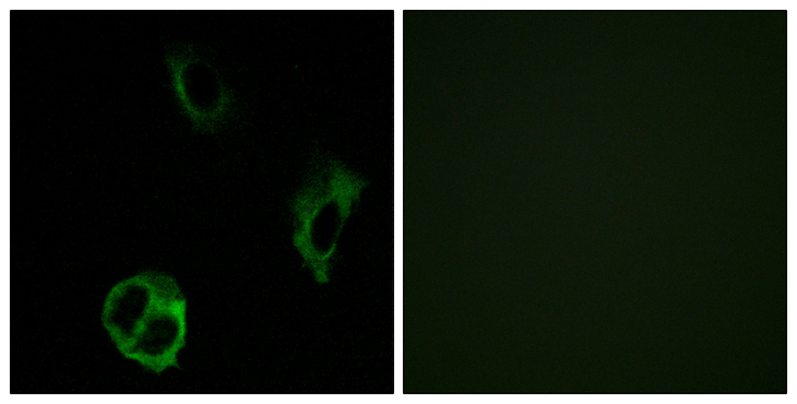 OR51I1 Antibody - Immunofluorescence analysis of COS7 cells, using OR51I1 Antibody. The picture on the right is blocked with the synthesized peptide.