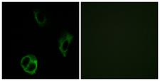 OR51I1 Antibody - Immunofluorescence analysis of COS7 cells, using OR51I1 Antibody. The picture on the right is blocked with the synthesized peptide.