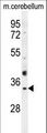 OR51I1 Antibody - OR51I1 Antibody western blot of mouse cerebellum tissue lysates (35 ug/lane). The OR51I1 antibody detected the OR51I1 protein (arrow).