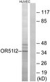 OR51I2 Antibody - Western blot analysis of lysates from HUVEC cells, using OR51I2 Antibody. The lane on the right is blocked with the synthesized peptide.