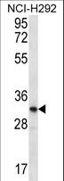 OR51L1 Antibody - OR51L1 Antibody western blot of NCI-H292 cell line lysates (35 ug/lane). The OR51L1 antibody detected the OR51L1 protein (arrow).