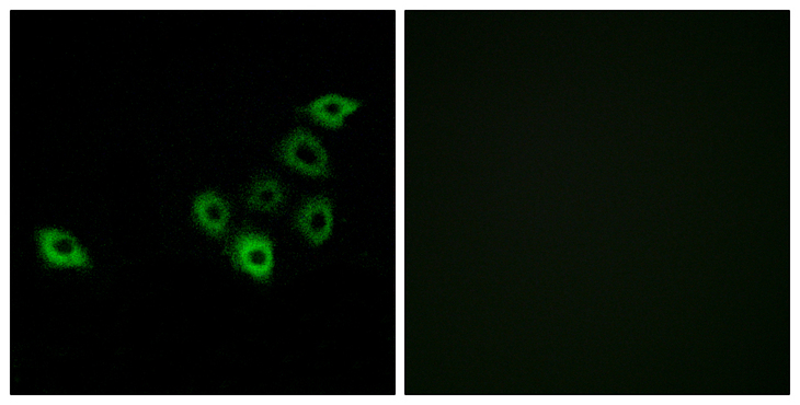 OR51S1 Antibody - Immunofluorescence analysis of A549 cells, using OR51S1 Antibody. The picture on the right is blocked with the synthesized peptide.