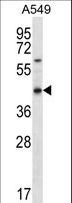 OR51S1 Antibody - OR51S1 Antibody western blot of A549 cell line lysates (35 ug/lane). The OR51S1 antibody detected the OR51S1 protein (arrow).