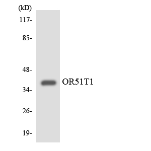 OR51T1 Antibody - Western blot analysis of the lysates from K562 cells using OR51T1 antibody.