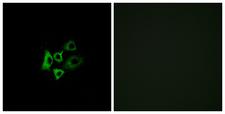 OR51T1 Antibody - Immunofluorescence analysis of A549 cells, using OR51T1 Antibody. The picture on the right is blocked with the synthesized peptide.
