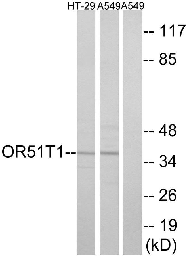 OR51T1 Antibody - Western blot analysis of lysates from HT-29 and A549 cells, using OR51T1 Antibody. The lane on the right is blocked with the synthesized peptide.