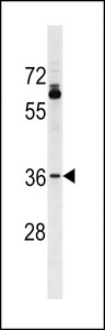 OR51T1 Antibody - OR51T1 Antibody western blot of A375 cell line lysates (35 ug/lane). The OR51T1 Antibody detected the OR51T1 protein (arrow).