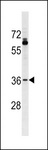 OR51T1 Antibody - OR51T1 Antibody western blot of A375 cell line lysates (35 ug/lane). The OR51T1 Antibody detected the OR51T1 protein (arrow).