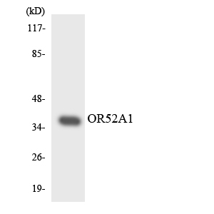OR52A1 Antibody - Western blot analysis of the lysates from HeLa cells using OR52A1 antibody.