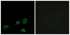 OR52A1 Antibody - Immunofluorescence analysis of MCF7 cells, using OR52A1 Antibody. The picture on the right is blocked with the synthesized peptide.