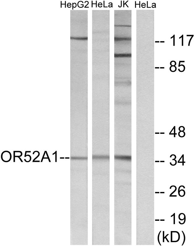 OR52A1 Antibody - Western blot analysis of lysates from HeLa, Jurkat, and HepG2 cells, using OR52A1 Antibody. The lane on the right is blocked with the synthesized peptide.