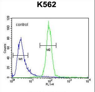 OR52A1 Antibody - OR52A1 Antibody flow cytometry of K562 cells (right histogram) compared to a negative control cell (left histogram). FITC-conjugated goat-anti-rabbit secondary antibodies were used for the analysis.