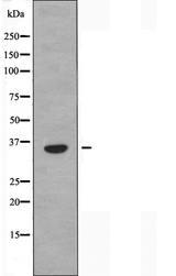 OR52B2 Antibody - Western blot analysis of extracts of COLO cells using OR52B2 antibody.