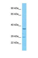 OR52B6 Antibody - Western blot of Human HepG2. OR52B6 antibody dilution 1.0 ug/ml.  This image was taken for the unconjugated form of this product. Other forms have not been tested.