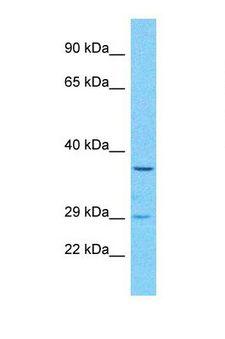 OR52B6 Antibody - Western blot of Human HepG2. OR52B6 antibody dilution 1.0 ug/ml.  This image was taken for the unconjugated form of this product. Other forms have not been tested.