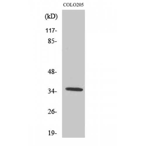 OR52D1 Antibody - Western blot of Olfactory receptor 52D1 antibody
