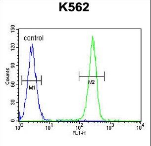 OR52D1 Antibody - OR52D1 Antibody flow cytometry of K562 cells (right histogram) compared to a negative control cell (left histogram). FITC-conjugated goat-anti-rabbit secondary antibodies were used for the analysis.